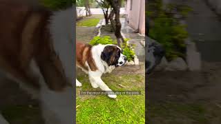 Had A Ruff Day? I Love You Fur Real.