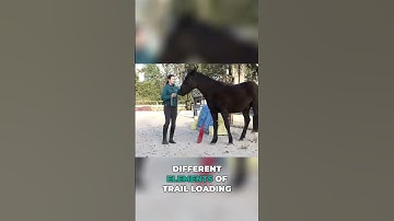 Rule #2 For Trailer Loading  #horsebehavior #trailerloading #equestrian #horse #horseriding