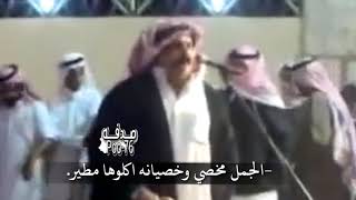 موال منيف المنقره ||الجمل مخصي وخصيانه اكلوها مطير