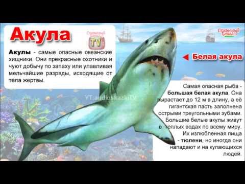 Энциклопедия для детей. Акулы, рыба-молот, альбатрос. Encyclopedia for Children