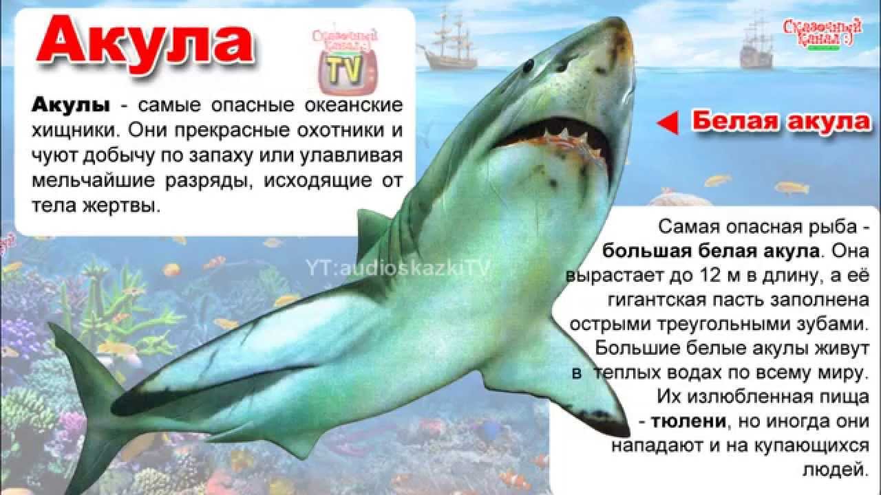 Акула позвони расскажи. Акула информация для детей. Акула рассказ для детей. Акула описание для детей. Истории про акул для детей.