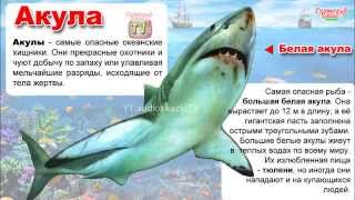 Энциклопедия для детей. Акулы, рыба-молот, альбатрос. Encyclopedia for Children Энциклопедия для детей. Акулы, рыба-молот, альбатрос. Encyclopedia for Children