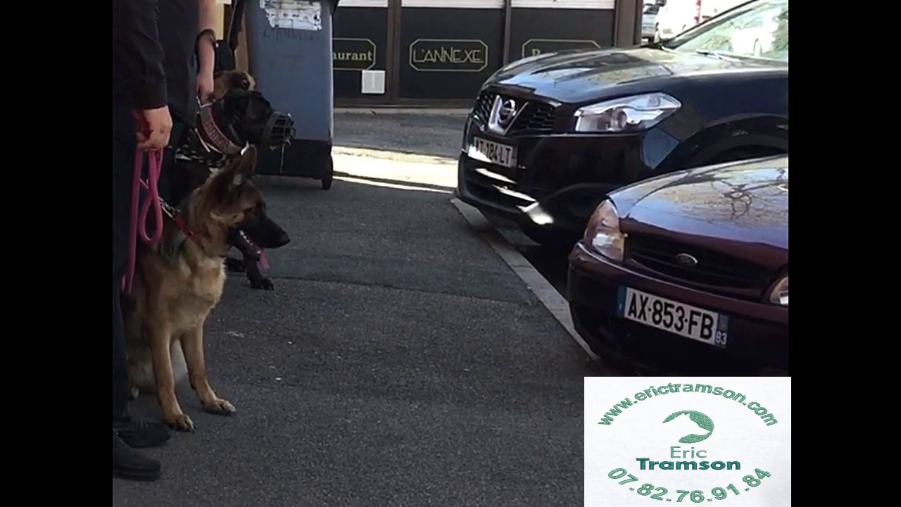 APPRENDRE AU CHIEN A NE PAS AVOIR PEUR DES POUBELLES/ERIC TRAMSON/EDUCATEUR COMPORTEMENTALISTE CANIN - YouTube