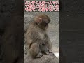 【最新情報】7月16日さっきまでの大はしゃぎから一転…❓誰の側にも行かず一人ぼっちなパンチくん。🐒パパの緊迫した視線。🚨 #パンチくん#shorts