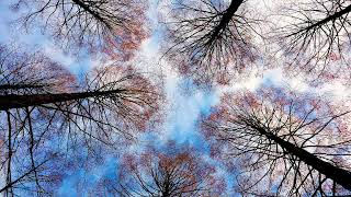 Deep Focus Music - Concentration Music for Studying, ADHD Music, Super Intelligence