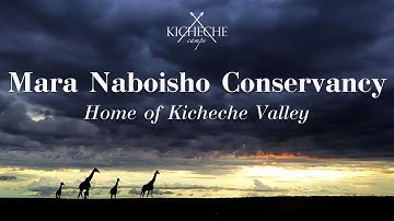 Mara Naboisho Conservancy - home of Kicheche Valley Camp