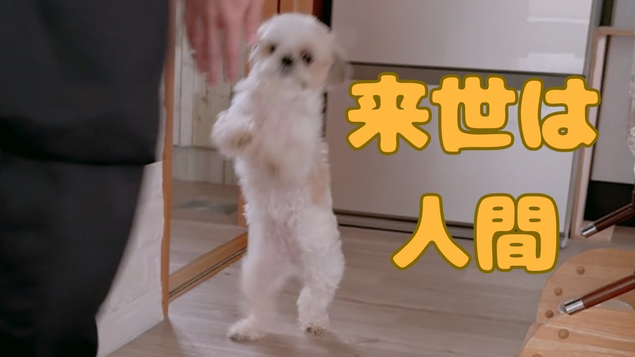 【シーズー】二足歩行を覚えた愛犬がかわいい