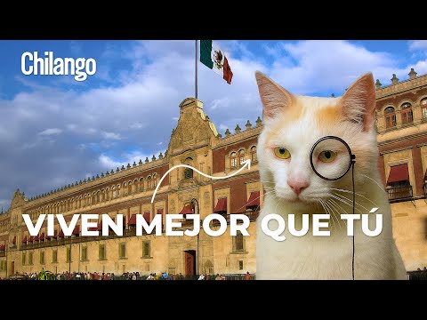 Así viven los gatitos en Palacio Nacional 🐾| ¡Conocimos a los michis más importantes de México!