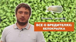 Всё о том, как защитить растения от белокрылки// Кенгуру