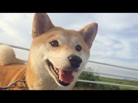 もものうた Momos song part 1