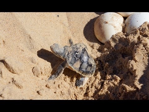 Tracking flatback turtles in Western Australia