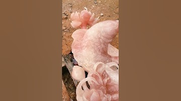 Ý Nghĩa Phong Thủy Của Hình Ảnh Cá Chép P.1