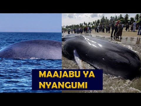 Video: Nyangumi aina ya Baleen (picha). Nyangumi wa baleen ana meno mangapi?