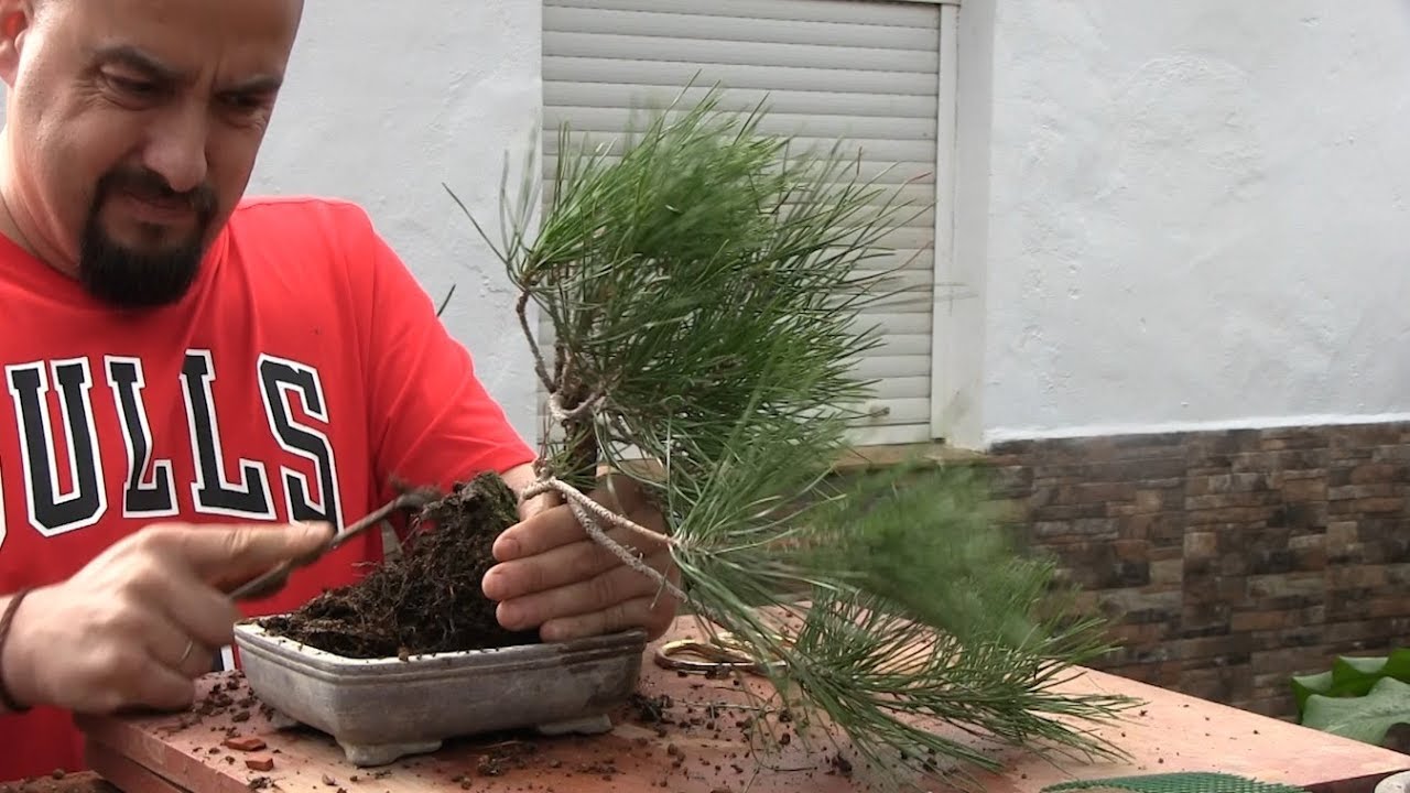 Pino negro shohin - Trasplante