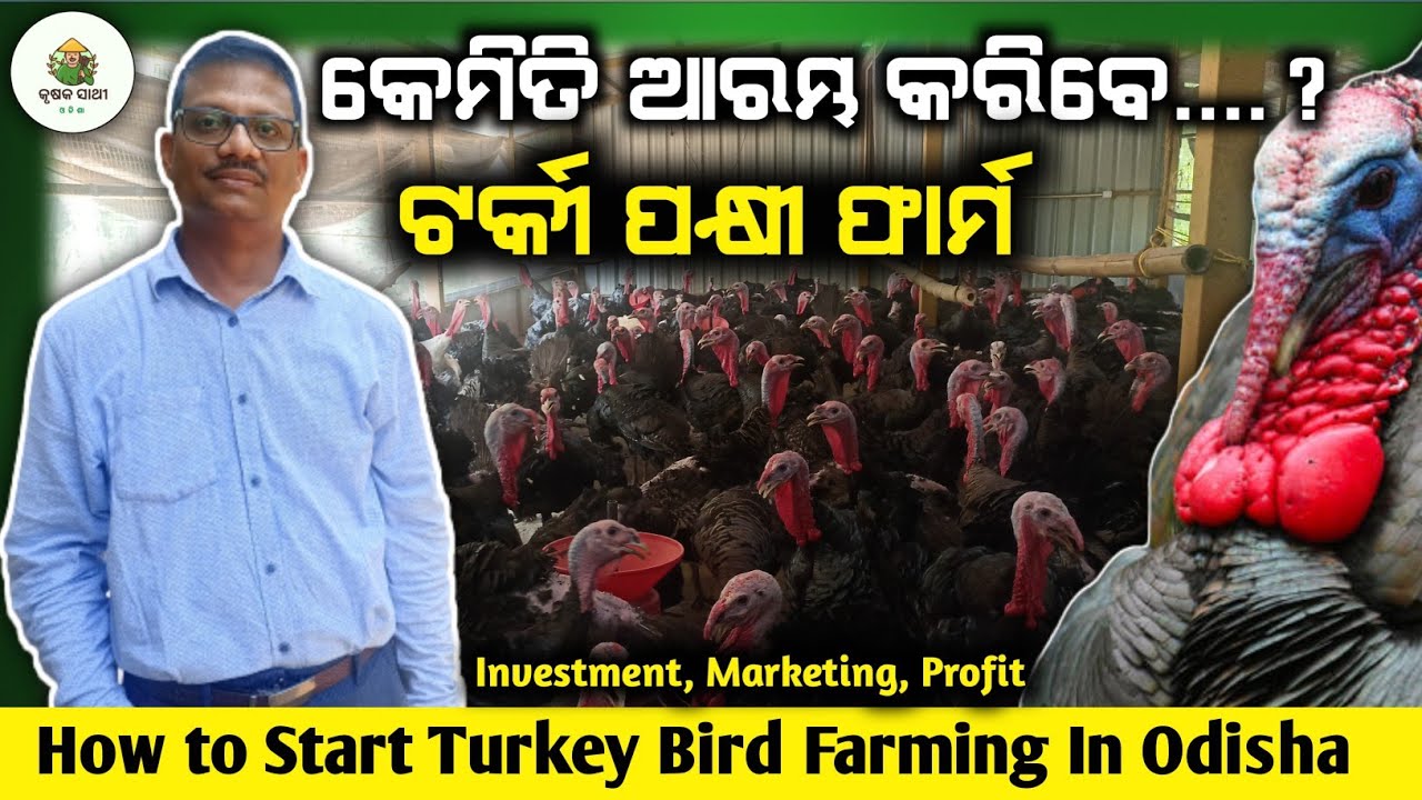 କିପରି ଆରମ୍ଭ କରିବେ ଟର୍କୀ ପକ୍ଷୀ ପାଳନ||How to start turkey bird farming|Turkey bird marketing In Odisha