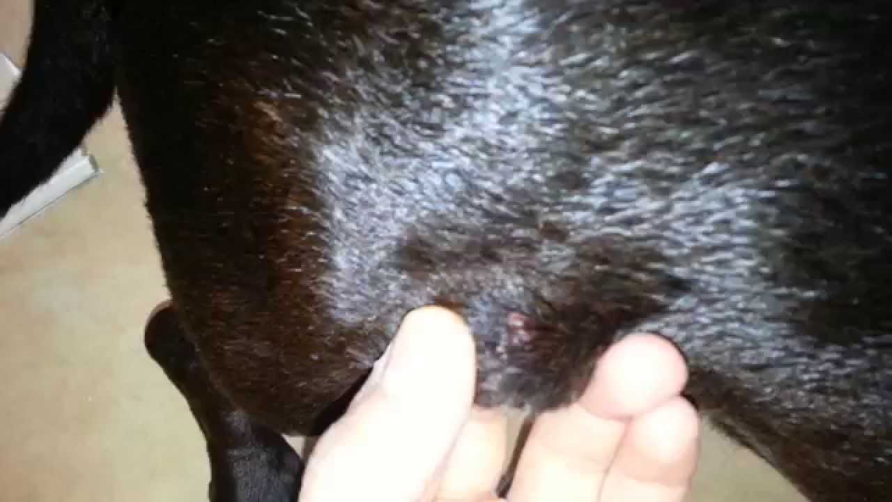 cure for dog warts