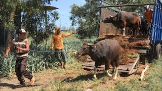 KEDATANGAN 60 SAPI SIAP QURBAN di kandang SETIA FARM | Sapi Bali ep.3