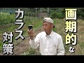 【自然農】　2022年7月3日　超簡単！画期的なカラス対策【natural farming】