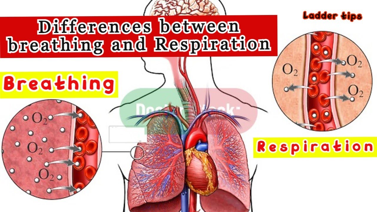 Differences between breathing and Respiration Biology Ladder Tips