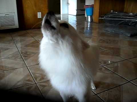 American Eskimo Dog \