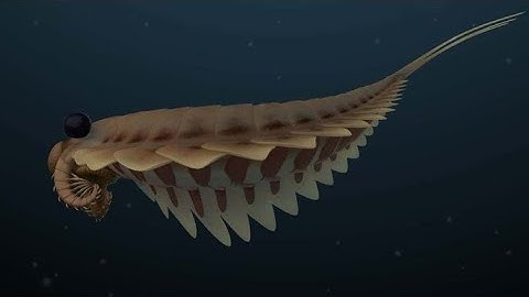 This 3-Eyed Predator Rewired Evolution