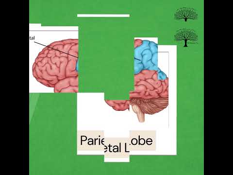 🧠The Brain – 6 Parts Mnemonic (TOP Brain For Cognition)