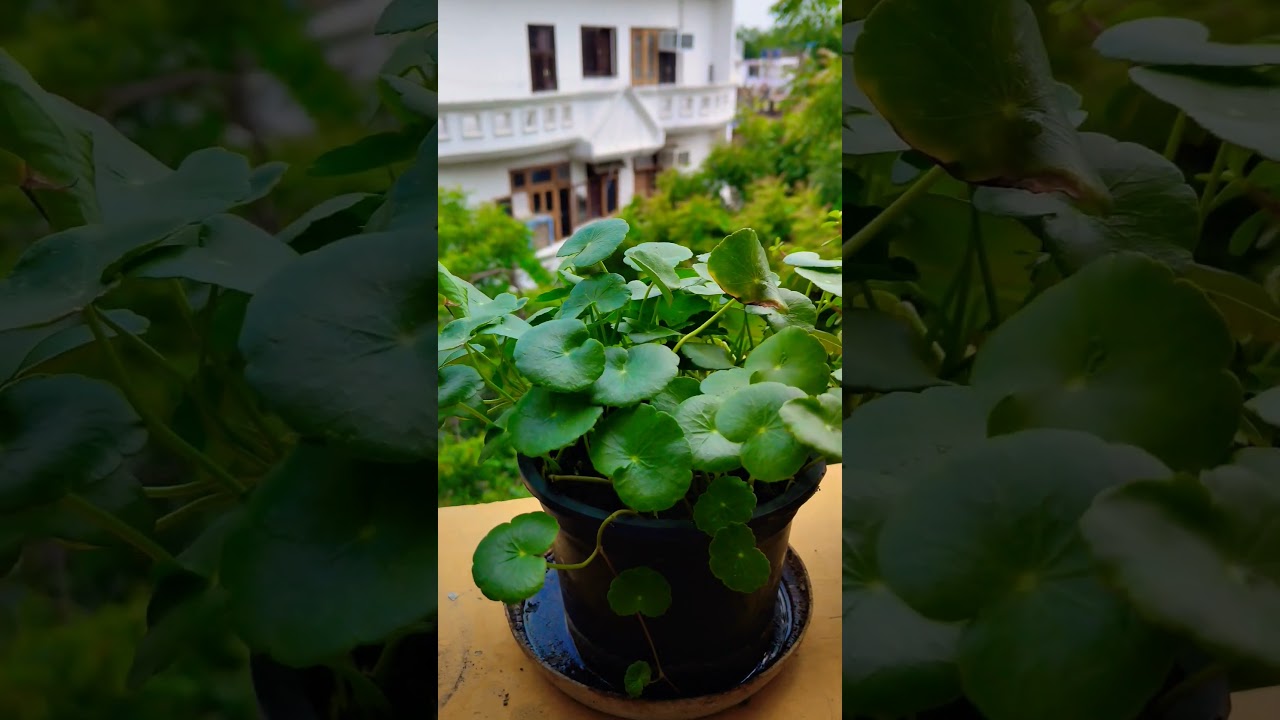 #coinplant #plants #garden #gardening
