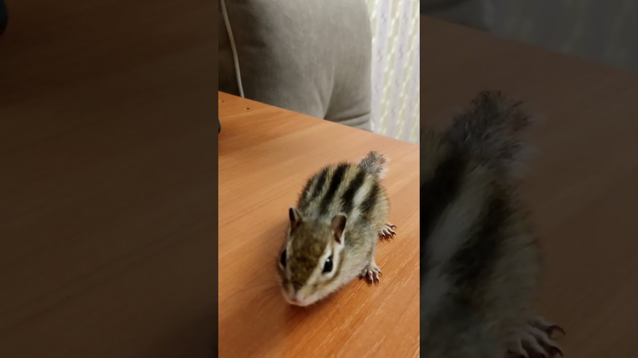 Cute animal meme short 