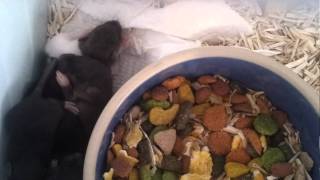 Babys rats