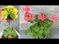 Try growing Pelargonium hortorum with leaves