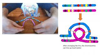 GN311 exam video 3: Prompt 2: Synapsis in chromosomes in meiosis