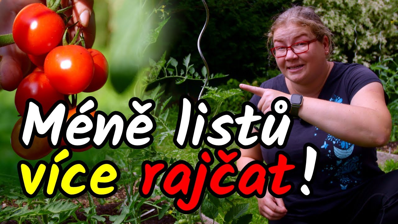 👨‍🌾PĚSTUJTE RAJČATA, ne listy! 🍅🍅🍅 Jak přinutit rajčata plodit více?