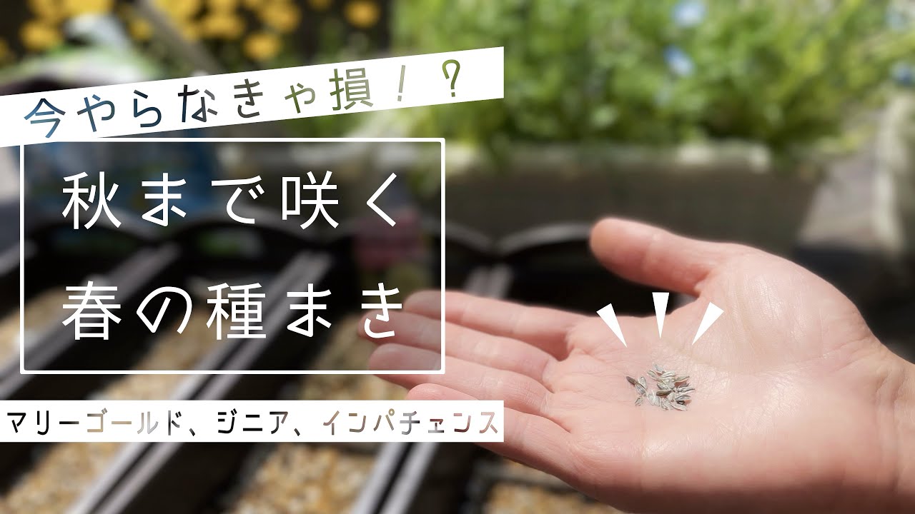 種まきは今がチャンス！簡単省スペースでまく方法【マリーゴールド】