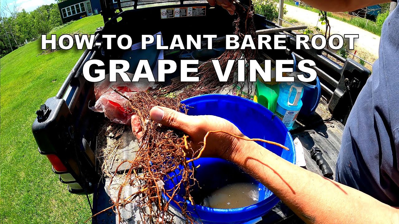 How-To Plant Bare Root Grape Vines