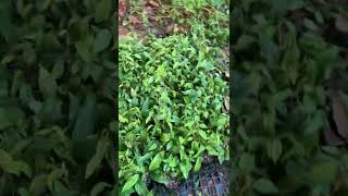 ピパーチ栽培  挿し木