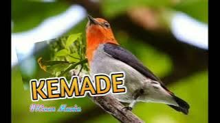 SUARA PIKAT BURUNG KEMADE(burung Cabe-cabean/cit)|SUARA MASTERAN&RELAKSASI AIR