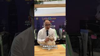 Cfa cat show2023 Shenzhen China