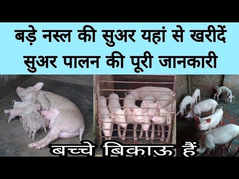 सुअर पालन कैसे करें | सुअर के बच्चे कहाँ से खरीदें | pig farming |pig palan kaise karen | bhola nath