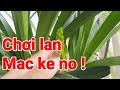 Lan kim mackeno cng chi  lan cng thy mnh cn xanh v non qu