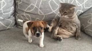 Джек рассел терьер vs британец! Бои продолжаются! №4/Jack Russell Terrier vs Brit! Джек рассел терьер vs британец! Бои продолжаются! №4/Jack Russell Terrier vs Brit!