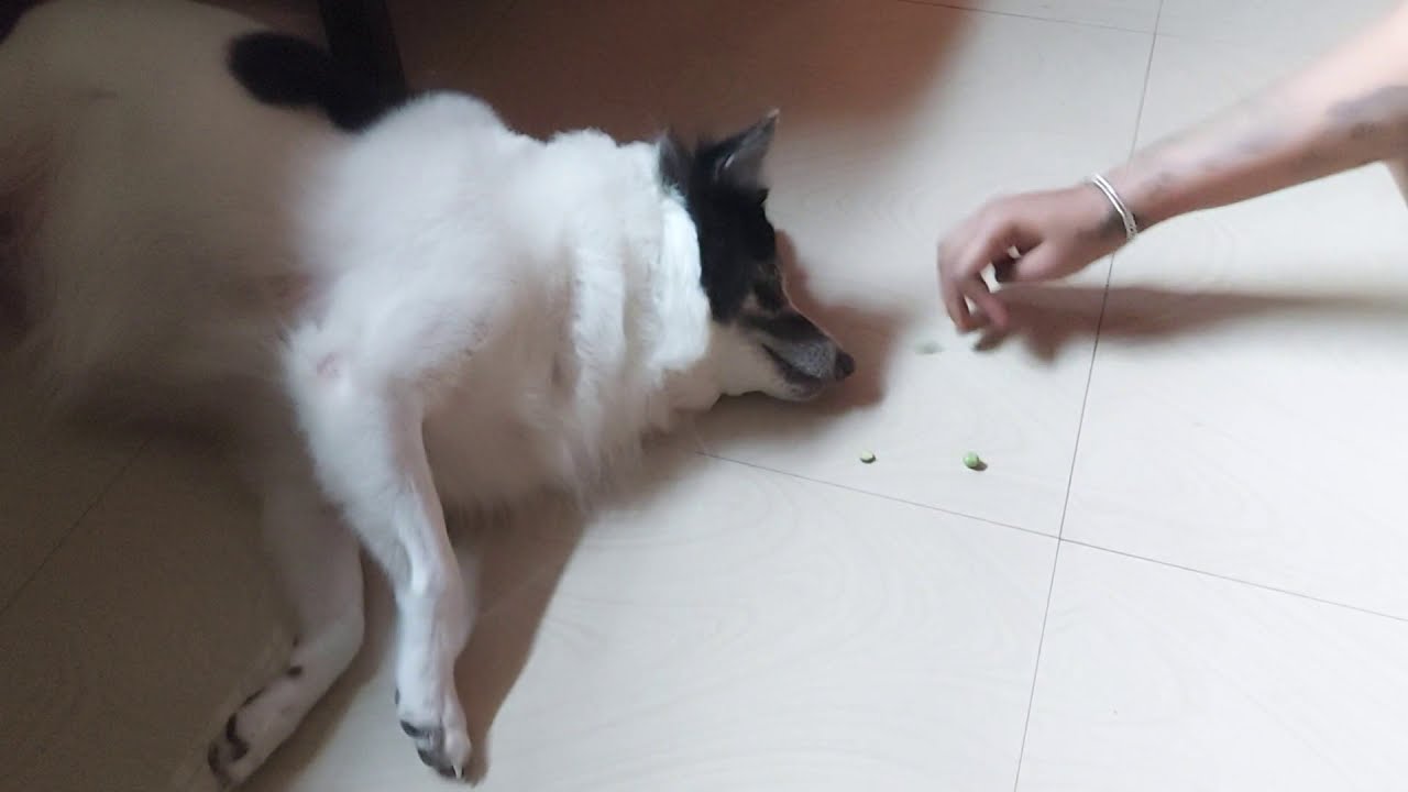 My Pomerian Dog Enjoying Eating Raw Green Peas in Sleeping Position. Unbelievable 