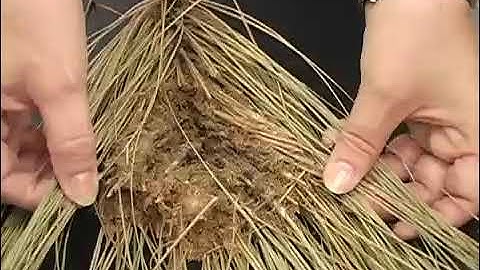 Insects: Pine Web Worm, 4-H Forestry