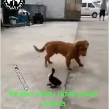 Resiko Tidak Pakai CD
