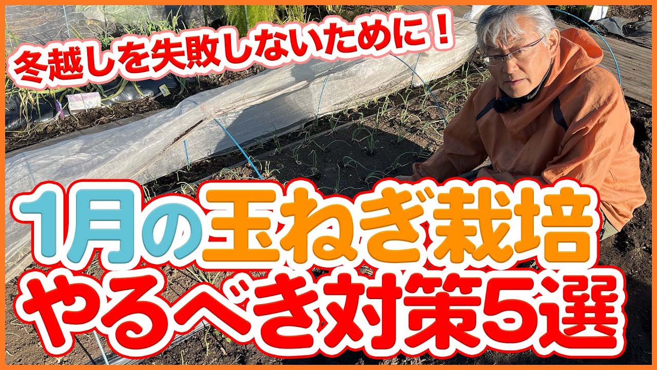5 Selected Work for Onion Cultivation in January Learned from