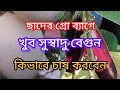 Cultivate brinjal in rooftops grow bag by organic process #gardening #nature #brinjal