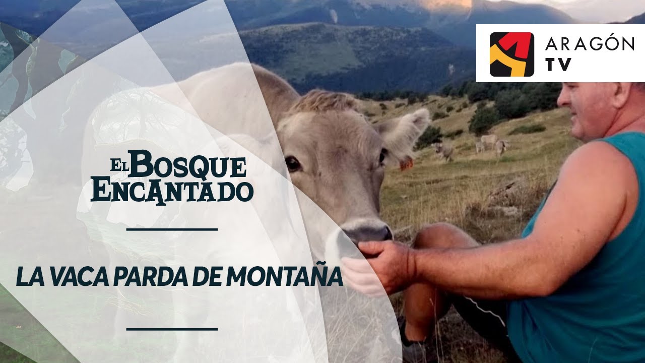 La vaca Parda de Montaña es ancestral en estos lares.