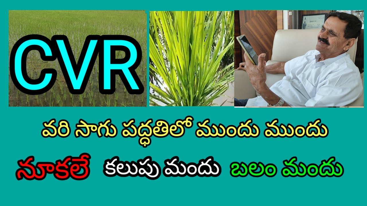 సివిఆర్ శక్తి వరి సాగు కలుపు, బలం మందుగా నూకలు #CVRChinthalavenkataReddy #PadalaGoutham part 1