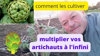 multiplier vos pieds d'artichaut à l'infini !