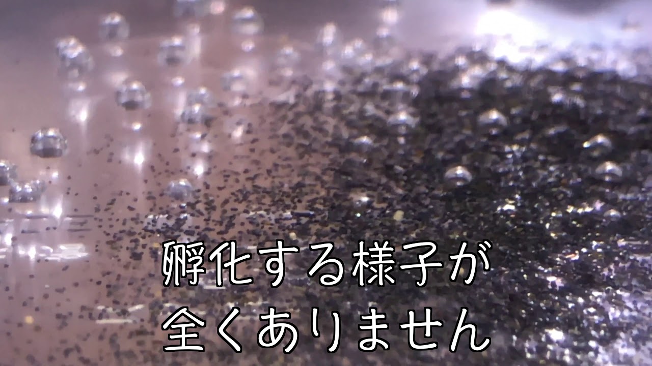 カブトエビ卵投入リベンジ 13 3日目 Youtube