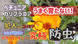 【ペチュニア カリブラコア】が上手く育たないならアザミウマが原因かもしれません ペチュニアの害虫駆除 地球とお財布に優しいやり方